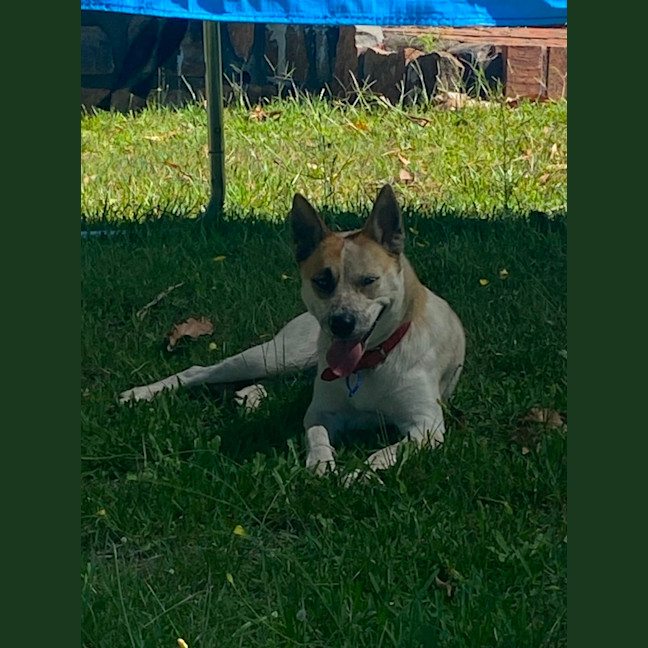 Photo of Roxy   1.5 Year Old Cattle Dog X Husky (Trial)