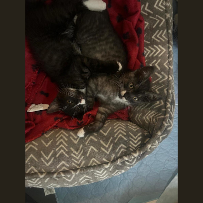 Photo of Socks And Mittens