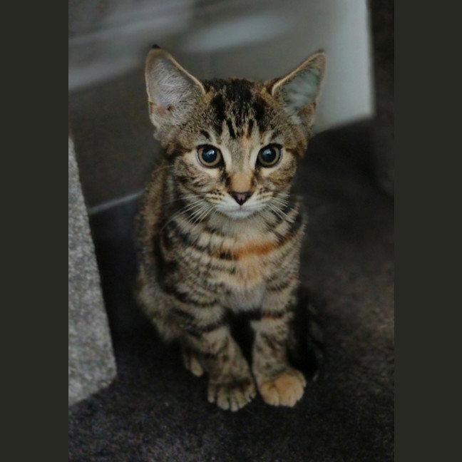 Photo of Laila