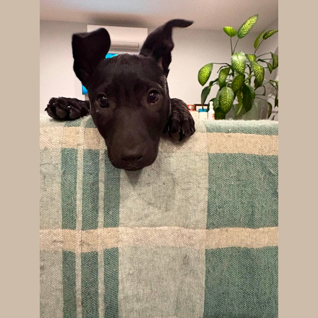 Photo of Phoebe