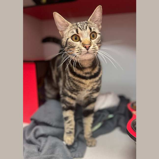 Photo of Tiger Lilly