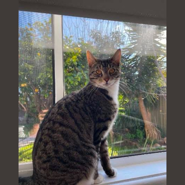 Photo of Tommy