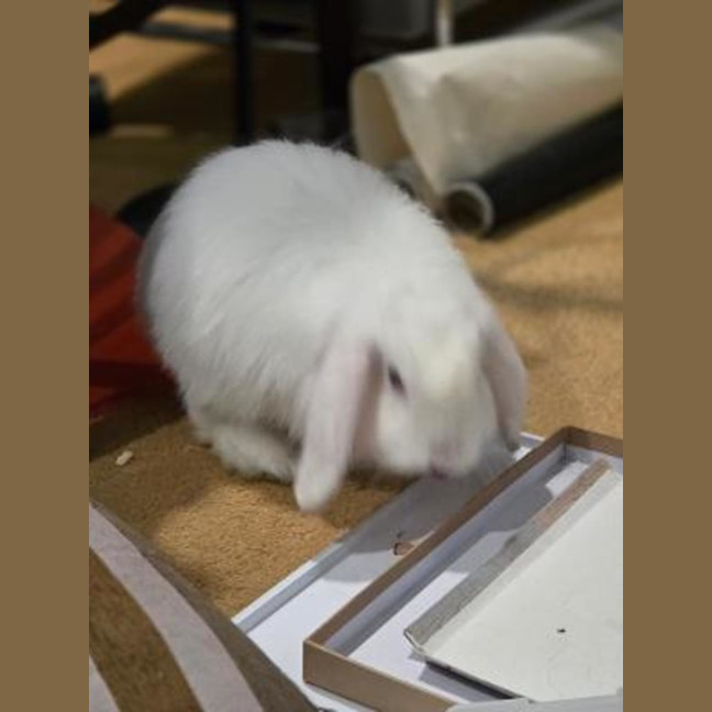 Photo of Flip