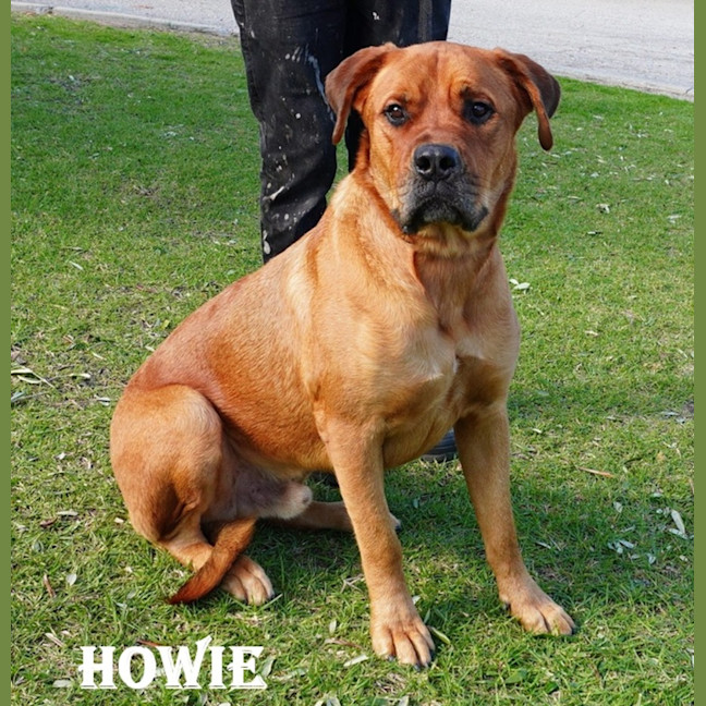 Photo of Howie