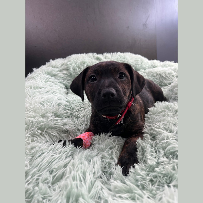 Photo of Mocha