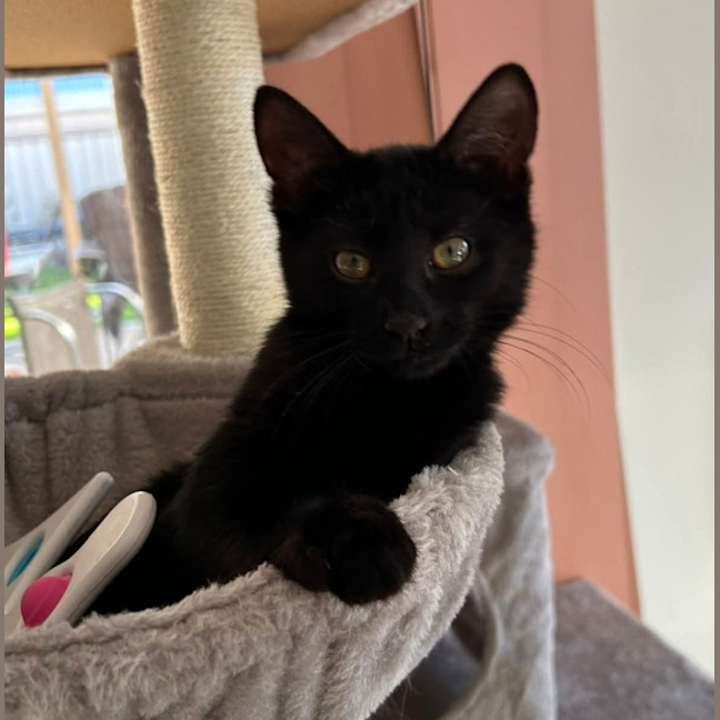 Photo of Salem