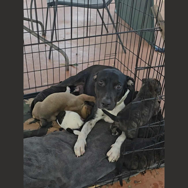 Photo of Juno (Honey)