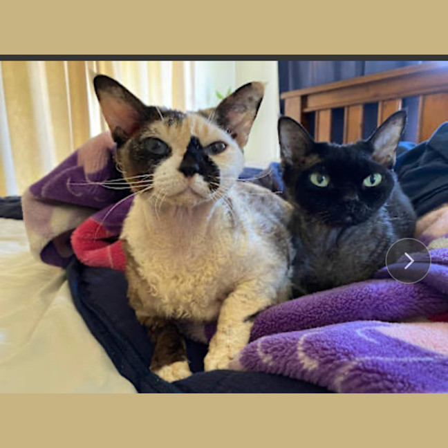 Photo of Gemma (Bonded With Turbo)