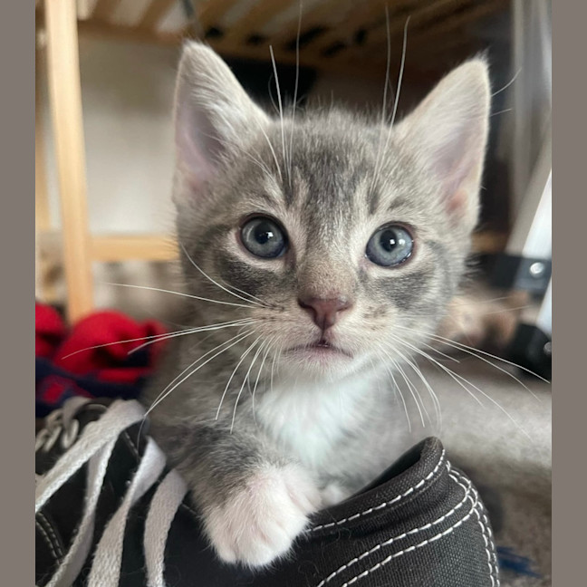 Photo of Bolt ❤️