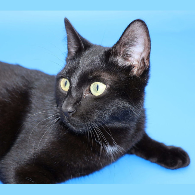 Photo of Ally   Available At Pet Quarters Tuggerah