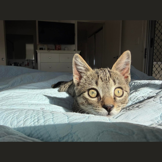 Photo of Chester