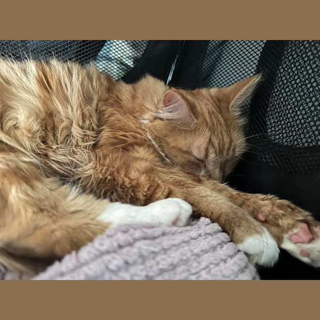 Photo of Saffron