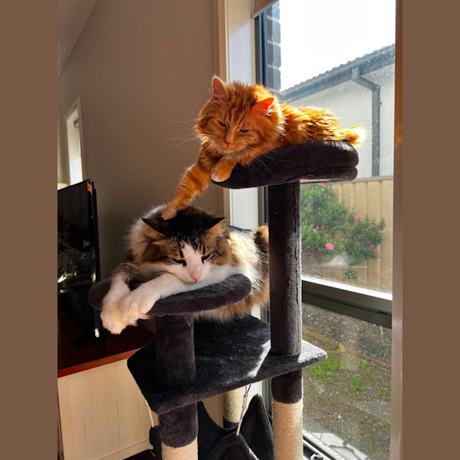 Photo of Phoenix & Harper