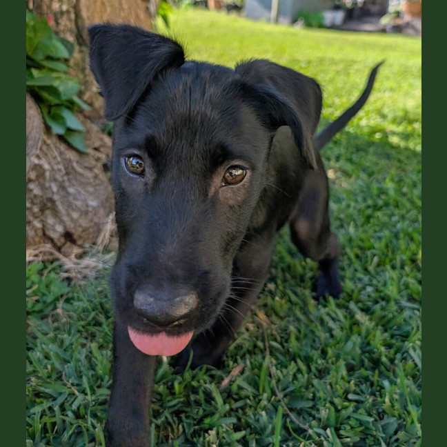 Photo of Billy   3 Month Old Kelpie X Wolfhound