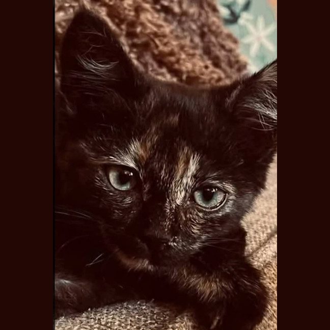 Photo of Treacle
