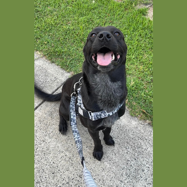 Photo of Odin   3 Year Old Rottweiler X