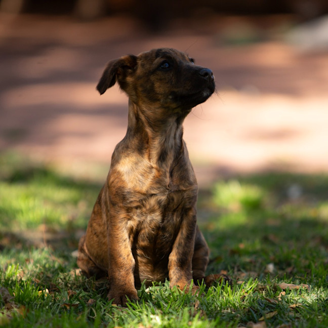 Photo of Tilly