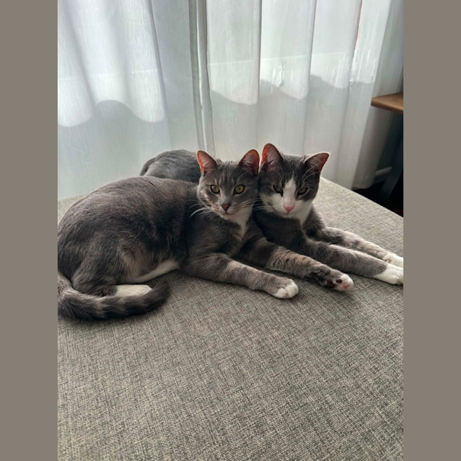 Photo of Penn **2nd Chance Cat Rescue**
