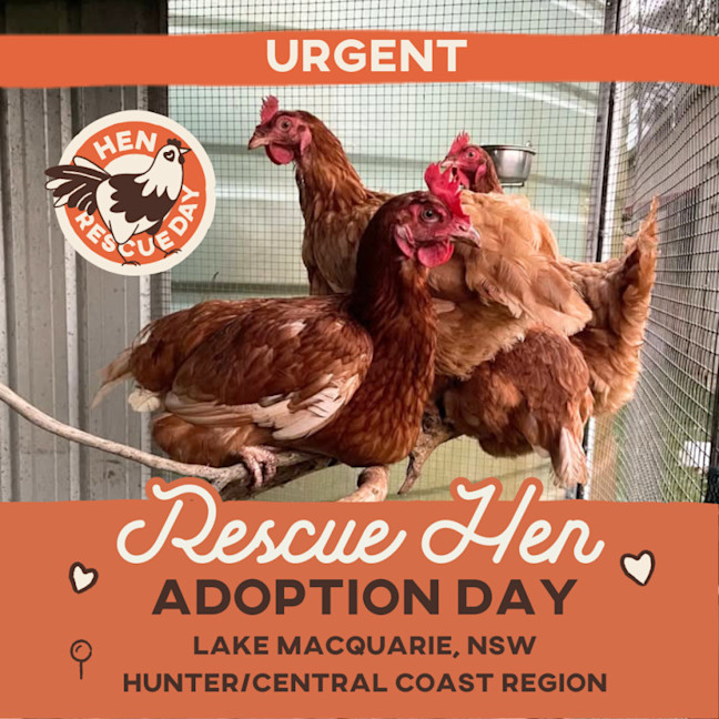 Photo of Rescue Hens