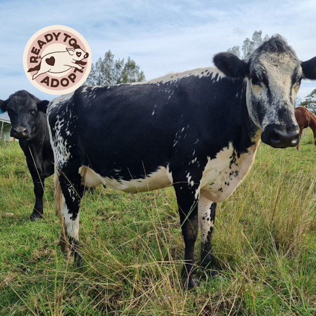 Photo of  Amora, Faith, Tim & Chance