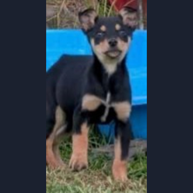 Photo of Lawson 😍 Kelpie X, 12 Week Old, Male Puppy