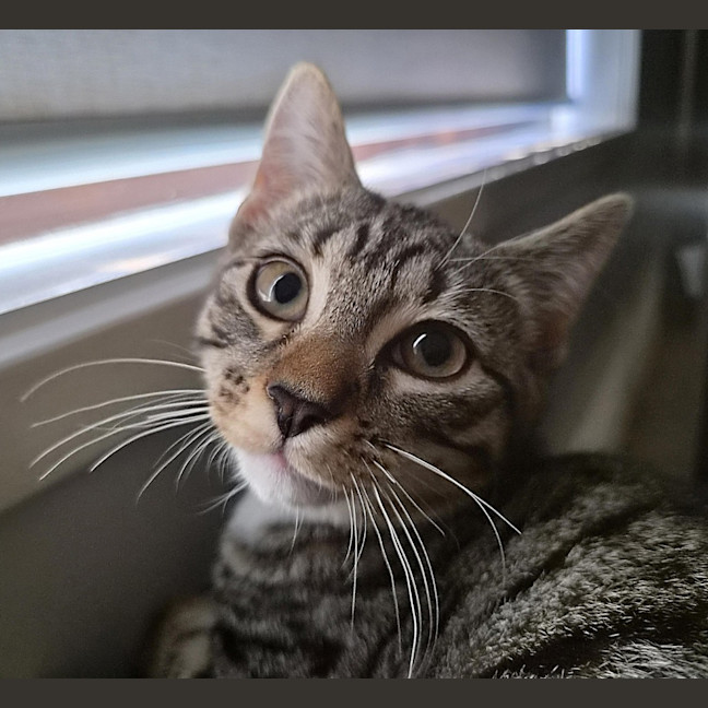 Photo of Romeo