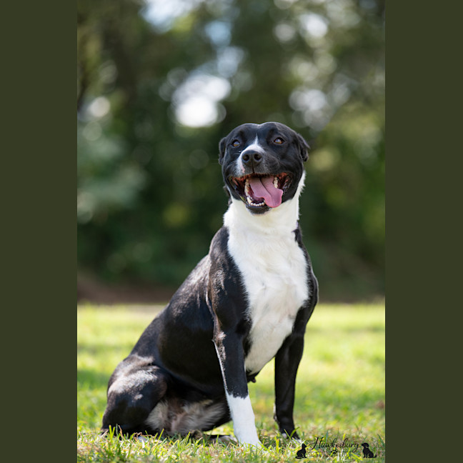 Photo of Lucky