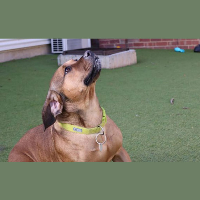 Photo of Ruby