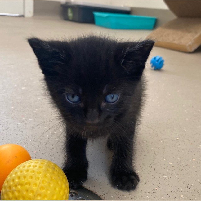 Photo of C1363 Huxley