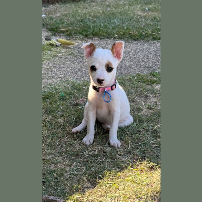 Photo of Pixie