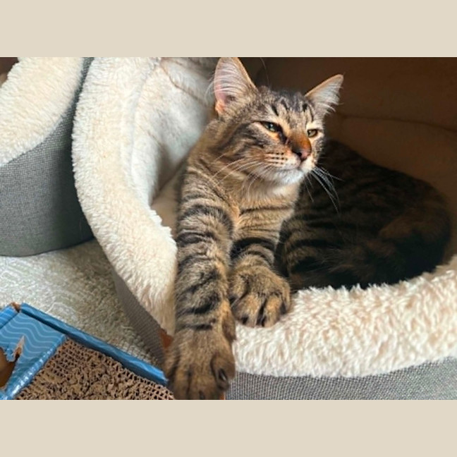 Photo of Heather *9 Lives Project Rescue*
