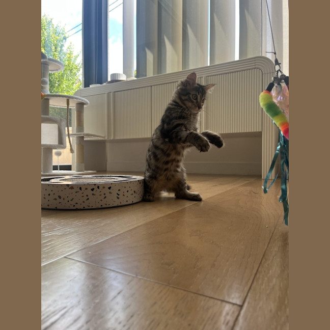 Photo of Lemon Balm *Adoption Pending*