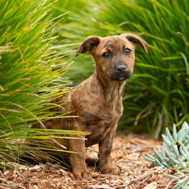 Photo of Tilly