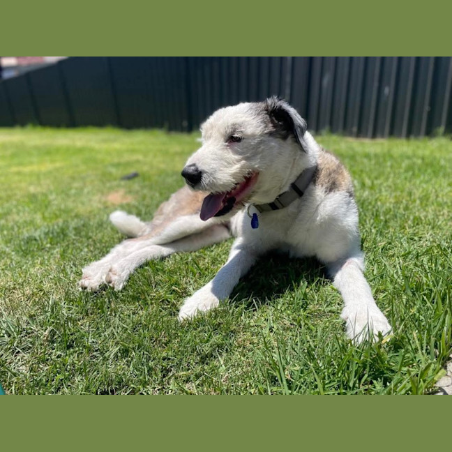 Photo of Maggie   7 Year Old Wolfhound X (Trial)