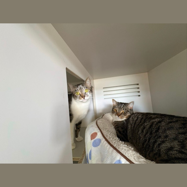 Photo of Milo & Momo