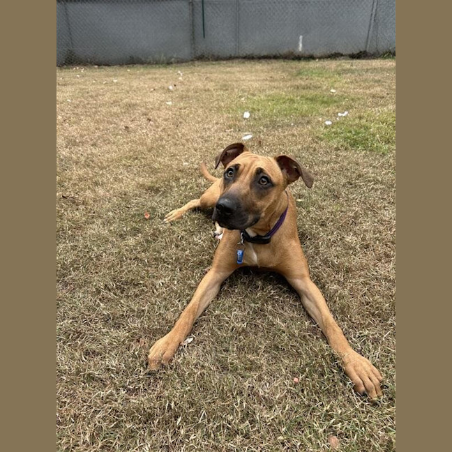 Photo of Scooby