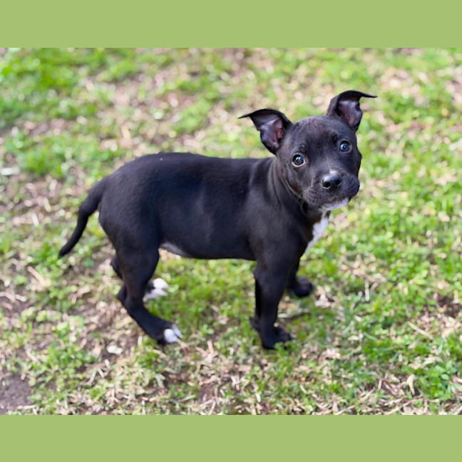 Photo of Tinka