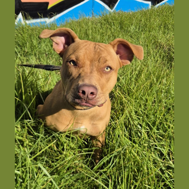 Photo of Wiggle (68906)