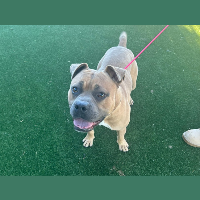 Photo of Caius Imp 1408