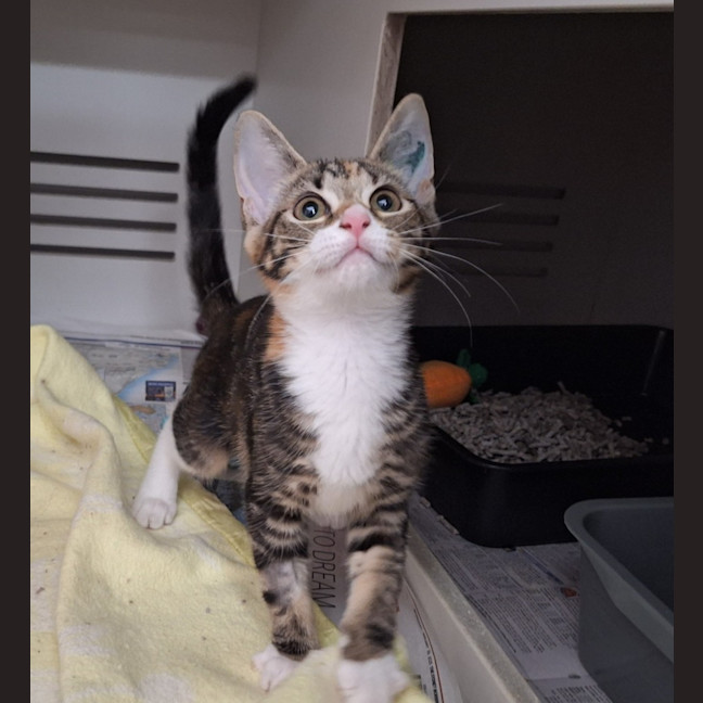 Photo of Brontosaurus & Tyrannosaurus  Pe Tstock Birkenhead 