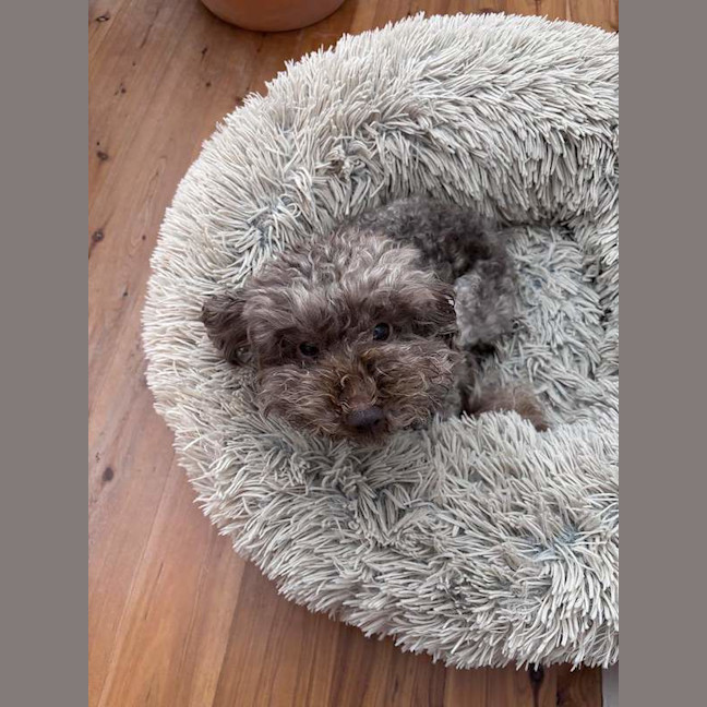 Photo of Kong