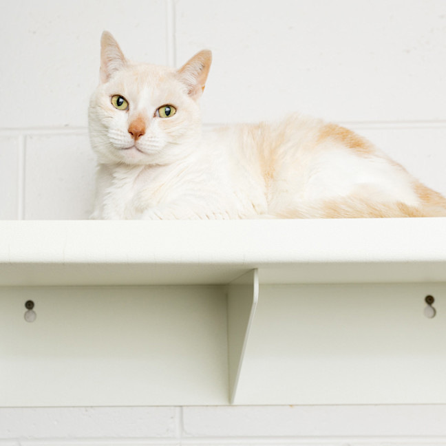 Photo of Toffee