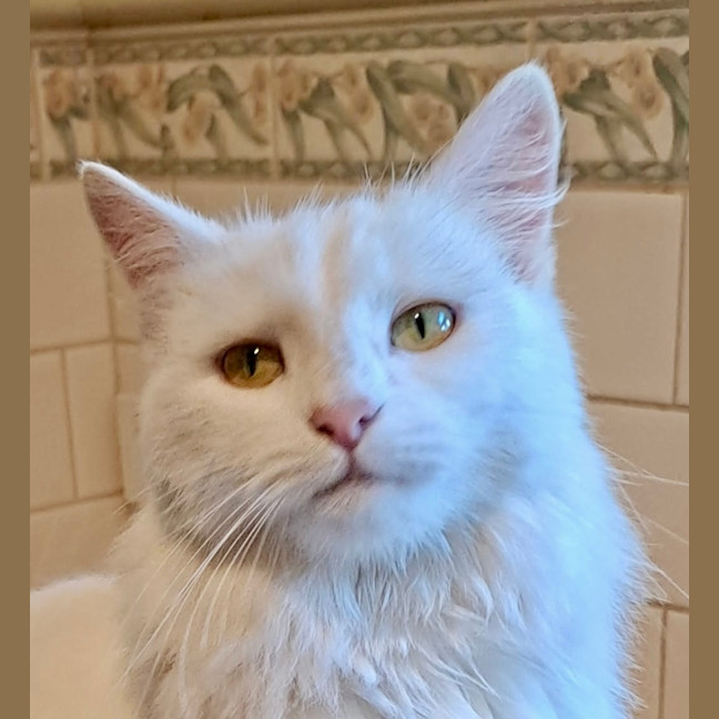 Photo of Topaz