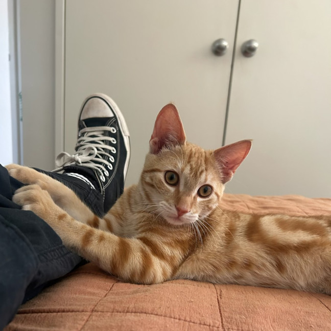 Photo of Merlin