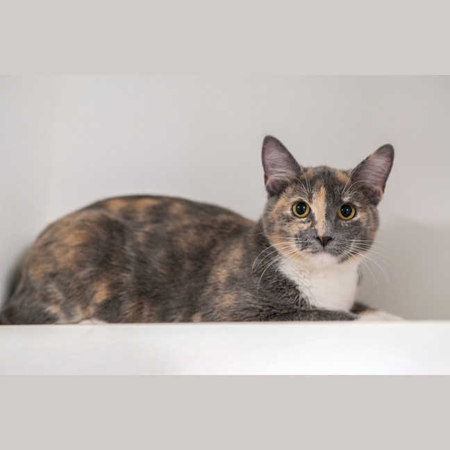 Photo of Layla