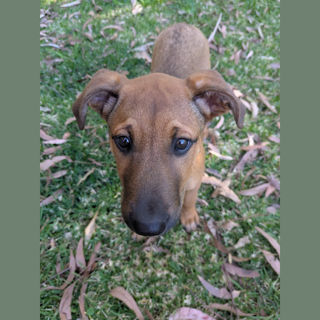 Photo of Daisy
