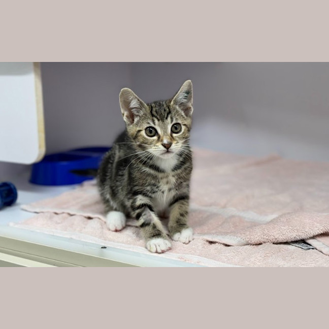 Photo of Rocket
