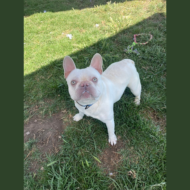 Photo of Taro