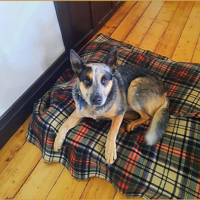 Photo of Bluey