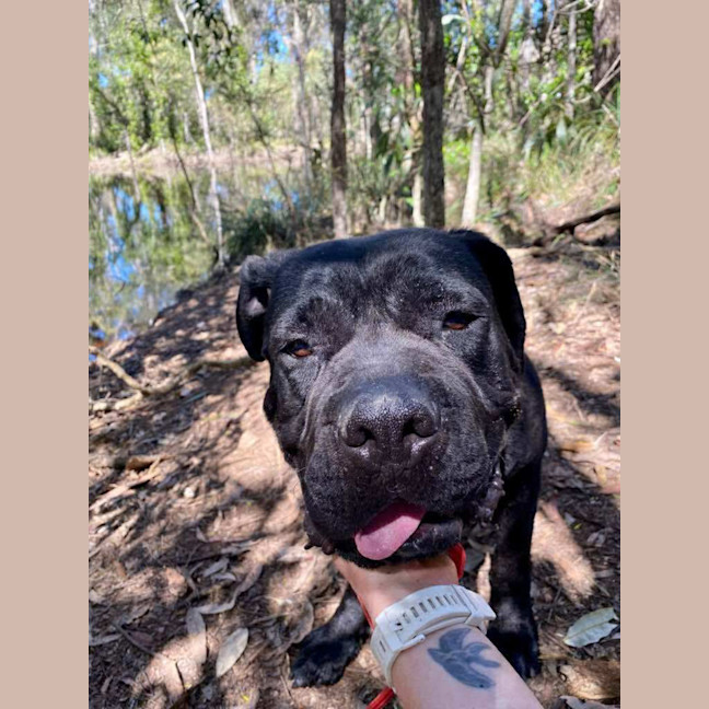 Photo of Julie *$350 Adoption Fee*